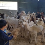 알파카 입니다 화순 너와나목장 목장 관계자라서 먼저 다녀왔어요 일반인공개는 내년에 - 뽐뿌:자유갤러리 알파카 입니다 화순 너와나목장 목장... 