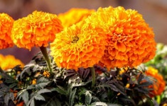 금잔화(메리골드)의 놀라운 효능과 주의해야 할 부작용 - 뽐뿌:건강/헬스 금잔화(메리골드)의 놀라운 효능과 주의해야 할 부작용