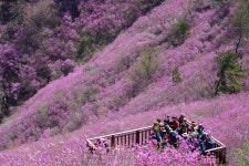 4월 8일..창원 천주산 진달래 산행..사진 15장.. - 뽐뿌:등산포럼 4월 8일..창원 천주산 진달래 산행..사진 15장..