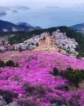 지난 주말 거제도 대금산 진달래 구경하고 왔어요~ - 뽐뿌:등산포럼 지난 주말 거제도 대금산 진달래 구경하고 왔어요~
