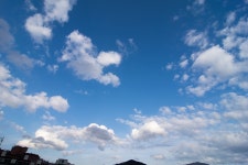 &lt;2018/04/11 부산 사직야구장 앞 시로앤마로와 긴기아 난꽃&gt; -사진24장 - 뽐뿌:등산포럼 <2018/04/11 부산 사직야구장 앞... 