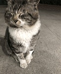 성남중앙도서관(야탑) 고양이 - 뽐뿌:자유게시판 성남중앙도서관(야탑) 고양이