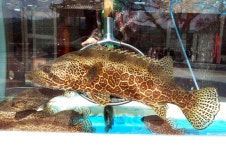 회 끝판 왕 - 뽐뿌:자유게시판 회 끝판 왕