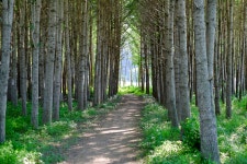 경주 도리마을 은행나무숲 - 뽐뿌:자유갤러리 경주 도리마을 은행나무숲