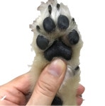 강아지 발바닥 꼬순내의 정체가, 세균인거 아셨나요 ?ㄷㄷㄷ - 뽐뿌:동식물포럼 강아지 발바닥 꼬순내의 정체가, 세균인거 아셨나요 ?ㄷㄷㄷ