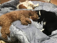 저랑 같이 사는 털복숭이들 친구들 - 뽐뿌:자유게시판 저랑 같이 사는 털복숭이들 친구들