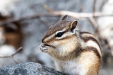 신불산 다람쥐 - 뽐뿌:자유갤러리 신불산 다람쥐