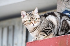 담장 위의 고양이 - 뽐뿌:자유갤러리 담장 위의 고양이