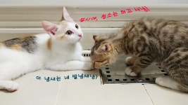 아지와 아치 10 - 폭풍성장 - 뽐뿌:자유갤러리 아지와 아치 10 - 폭풍성장