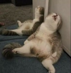 피곤한 냥이 - 뽐뿌:짤방갤러리 피곤한 냥이