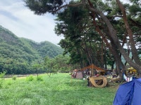 영덕 오천솔밭 - 뽐뿌:캠핑포럼 영덕 오천솔밭