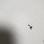집안에 작은벌레가 자꾸 나오네요.. - 뽐뿌:자유게시판 집안에 작은벌레가 자꾸 나오네요..