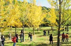 가을이 후다닥 지나가기전에 홍천 은행나무숲 다녀왔습니다. 2천여개 은행나무들이 - 뽐뿌:자유게시판 가을이 후다닥 지나가기전에 홍천... 