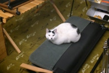 망할 고양이!!! - 뽐뿌:캠핑포럼 망할 고양이!!!