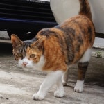 고등어냥 남매 - 뽐뿌:자유갤러리 고등어냥 남매