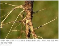 우리가 먹는 과일 야채의 원래 모습 - 뽐뿌:자유게시판 우리가 먹는 과일 야채의 원래 모습