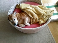 아시는 분 선물로 댕댕이 간식 좀 살까 하는데 - 뽐뿌:자유게시판 아시는 분 선물로 댕댕이 간식 좀 살까 하는데