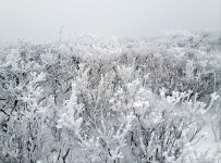 2020.01.28(화) 역시 명불허전이었던 선자령 눈꽃산행(사진 많음) - 뽐뿌:등산포럼 2020.01.28(화) 역시 명불허전이었던 선자령 눈꽃산행... 