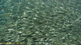 물반 고기반 (스노클링) - 뽐뿌:자유갤러리 물반 고기반 (스노클링)