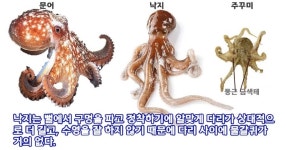 문어,낙지.쭈꾸미의 차이.JPG - 뽐뿌:자유게시판 문어,낙지.쭈꾸미의 차이.JPG