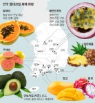 열대과일 재배하는 우리나라.jpg - 뽐뿌:자유게시판 열대과일 재배하는 우리나라.jpg