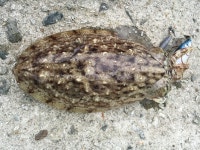 완도 봄갑오징어 다녀 왔습니다 .. - 뽐뿌:낚시포럼 완도 봄갑오징어 다녀 왔습니다 ..