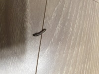 혐주의 - 이상한 벌레가 집에 자꾸 나타납니다. 아시는분 계신가요 .. - 뽐뿌:자유게시판 혐주의 -  이상한 벌레가 집에 자꾸 나타납니다. 아시는분... 
