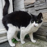 서면에서 만난 고양이 - 뽐뿌:자유갤러리 서면에서 만난 고양이