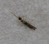 (약혐?)나름 자주 화장실에 나타나는 이놈은... - 뽐뿌:자유게시판 (약혐?)나름 자주 화장실에 나타나는 이놈은...