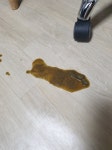 약혐)고양이 너무 잦은 토 - 뽐뿌:동식물포럼 약혐)고양이 너무 잦은 토