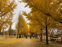 현직 강천섬입니다. - 뽐뿌:캠핑포럼 현직 강천섬입니다.