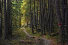 숲속 오솔길 - 뽐뿌:바탕화면갤러리 숲속 오솔길