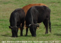 제주도 소목장 - 뽐뿌:자유갤러리 제주도 소목장