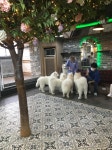 홍대 사모예드 애견카페 겨울이 머무는집ㅎ - 뽐뿌:자유게시판 홍대 사모예드 애견카페 겨울이 머무는집ㅎ