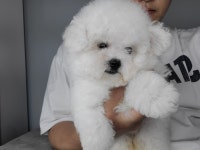 댕집아빠입니당 (미니비숑프리제) - 뽐뿌:자유갤러리 댕집아빠입니당 (미니비숑프리제)