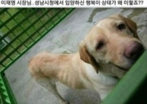 유기견 이용하는 최고봉은 이분 아닌가요 - 뽐뿌:정치자유게시판 유기견 이용하는  최고봉은 이분 아닌가요