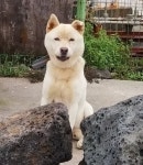 집지키는 개 - 뽐뿌:자유갤러리 집지키는 개