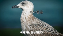 F16 전투기, 새만금에서 가마우지와 충돌(버드스트라이크)했으나 무사히 귀환 - 뽐뿌:자유게시판 F16 전투기, 새만금에서 가마우지와 충돌... 