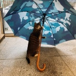 우산쓴 고양이 ㅎㅎ (공방놀러갔다 만난 이쁜 고양이) - 뽐뿌:자유갤러리 우산쓴 고양이 ㅎㅎ (공방놀러갔다 만난 이쁜 고양이)