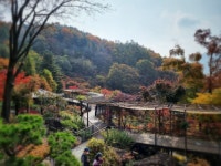 화담숲 단풍 좋네요 - 뽐뿌:자유게시판 화담숲 단풍 좋네요