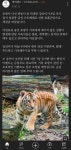 에버랜드 아기한국호랑이 5남매 중 막내 강산 사망 - 뽐뿌:자유게시판 에버랜드 아기한국호랑이 5남매 중 막내 강산 사망