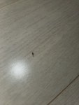 집안에 초록작은벌레가ㅜㅜ뭔지아시나요 (벌레사진) - 뽐뿌:자유게시판 집안에 초록작은벌레가ㅜㅜ뭔지아시나요 (벌레사진)