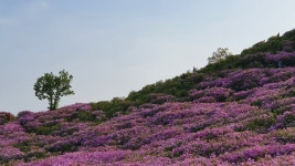 황매산 오토캠핑장 다녀 왔습니다. - 뽐뿌:캠핑포럼 황매산 오토캠핑장 다녀 왔습니다.