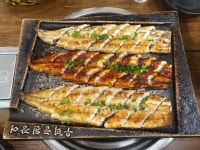 풍천장어 - 뽐뿌:자유갤러리 풍천장어