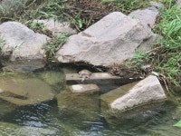 청계천에 자라가 있네요 - 뽐뿌:자유게시판 청계천에 자라가 있네요