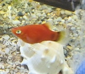 건강한 플래티 - 뽐뿌:동식물포럼 건강한 플래티