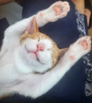 고양이 행복해 하는 짤 - 뽐뿌:자유게시판 고양이 행복해 하는 짤