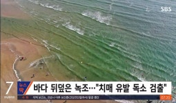 다대포해수욕장 뒤덮은 녹조.. 치매 유발 독소 나왔다 - 뽐뿌:자유게시판 다대포해수욕장 뒤덮은 녹조.. 치매 유발 독소 나왔다