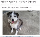 보신탕집.복순이의 억울한 죽음..시츄 주인의 보복이었다 - 뽐뿌:자유게시판 보신탕집.복순이의 억울한 죽음..시츄 주인의 보복이었다