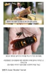 장수말벌의 클라스 .jpg - 뽐뿌:자유게시판 장수말벌의 클라스 .jpg